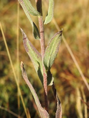 Centaurea uniflora