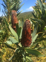 Protea × hybrida