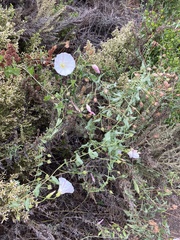 Calystegia macrostegia