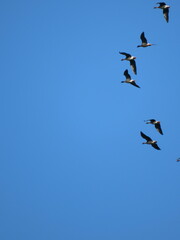 Anser brachyrhynchus