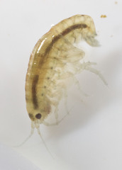 Hyalella