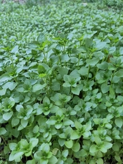 Stellaria media