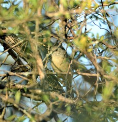 Thamnophilus caerulescens