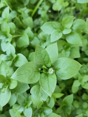 Stellaria media