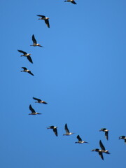 Anser brachyrhynchus