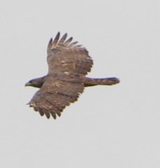 Nisaetus cirrhatus limnaeetus