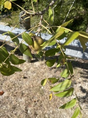 Juglans major
