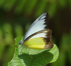 Appias lyncida