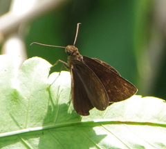 Ancistroides nigrita