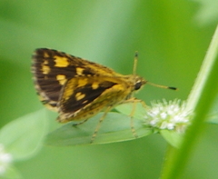 Ampittia dioscorides
