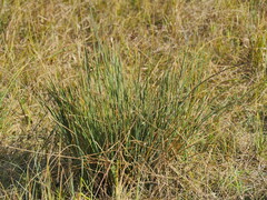 Juncus inflexus
