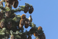 Sitta canadensis