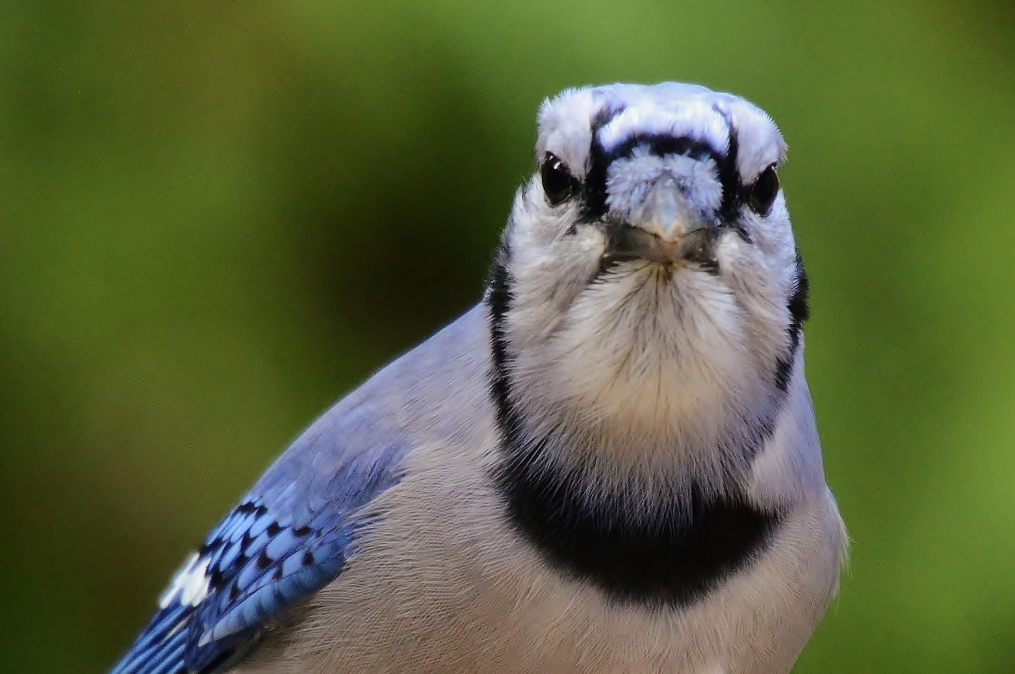 Blue Jay (Cyanocitta cristata) · iNaturalist