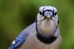 Blue Jay (Common Birds of NE Washington, DC) · iNaturalist