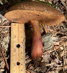 Boletus subvelutipes