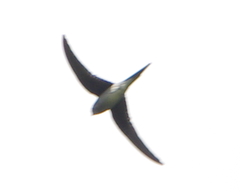 Hemiprocne longipennis