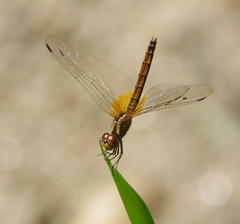 Trithemis