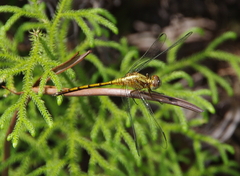 Orthetrum luzonicum