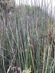 Schoenoplectus californicus