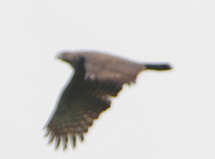 Nisaetus cirrhatus limnaeetus