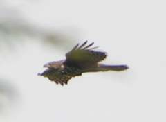 Nisaetus cirrhatus limnaeetus