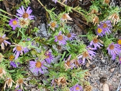 Dieteria canescens