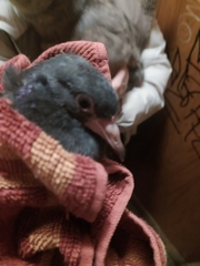 Columba livia domestica