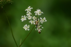 Strangalia attenuata