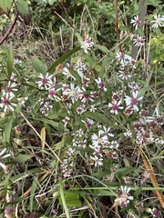 Symphyotrichum lateriflorum