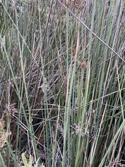 Schoenoplectus californicus