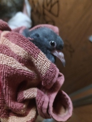 Columba livia domestica
