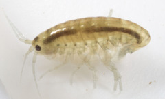 Hyalella