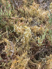 Cuscuta pacifica