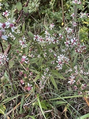 Symphyotrichum lateriflorum