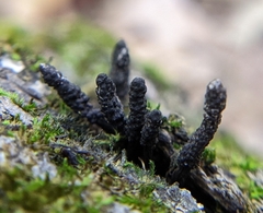 Xylaria
