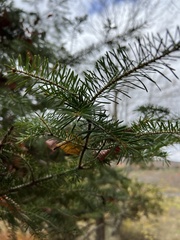 Abies balsamea