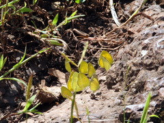 Eurema brigitta