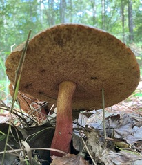 Boletus subvelutipes