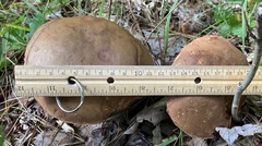 Boletus subvelutipes