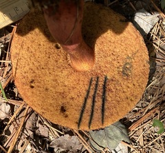 Boletus subvelutipes