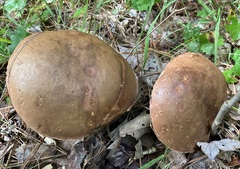 Boletus subvelutipes