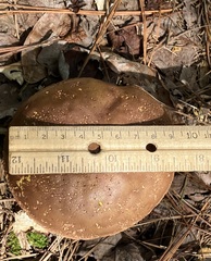Boletus subvelutipes