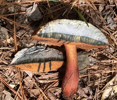 Boletus subvelutipes