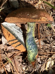 Boletus subvelutipes