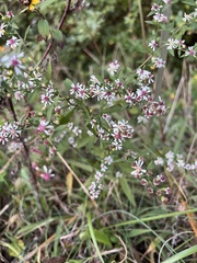 Symphyotrichum lateriflorum