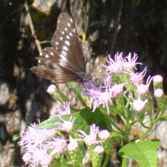 Catasticta flisa flisa