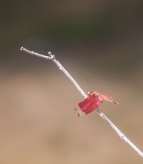 Neurothemis fulvia