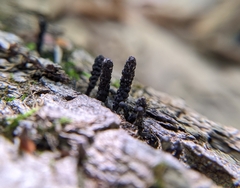 Xylaria