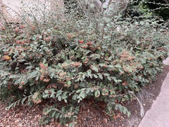 Cotoneaster coriaceus