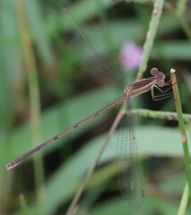 Lestes alacer